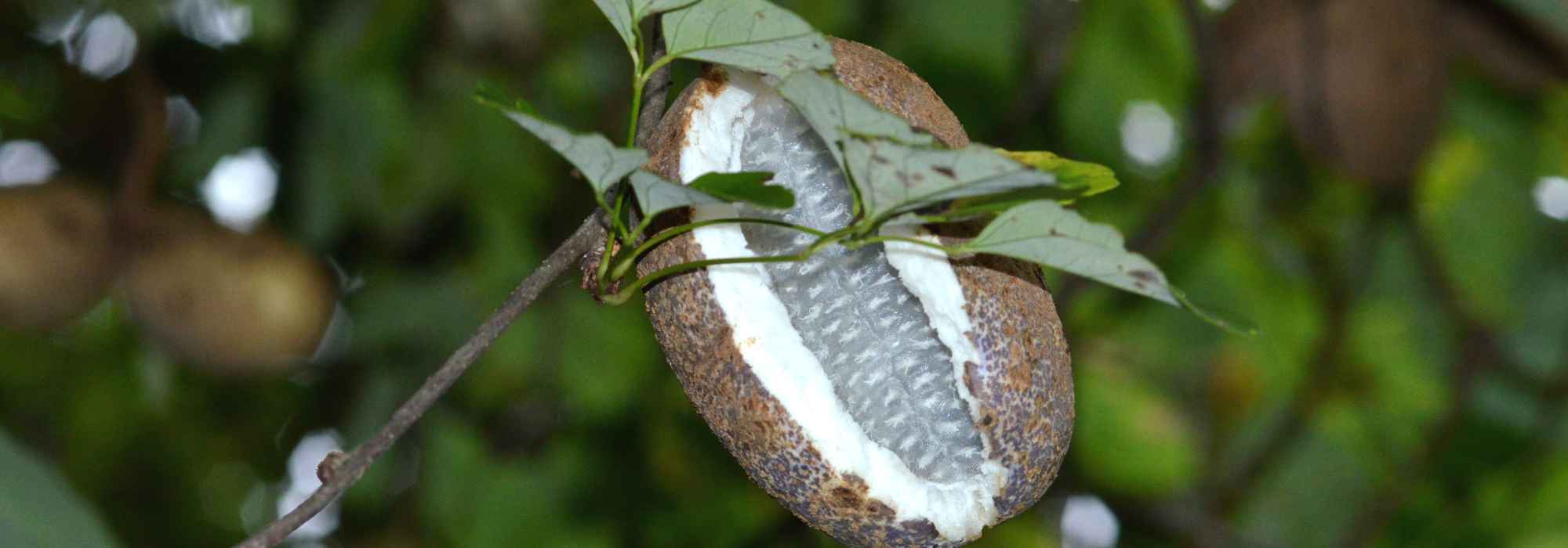 Akebia and its edible fruits: a treasure to discover