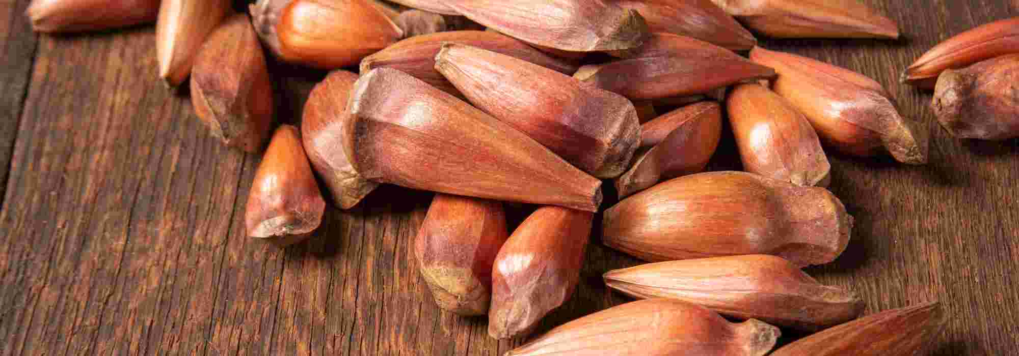 Araucaria: discover this conifer and its edible seeds