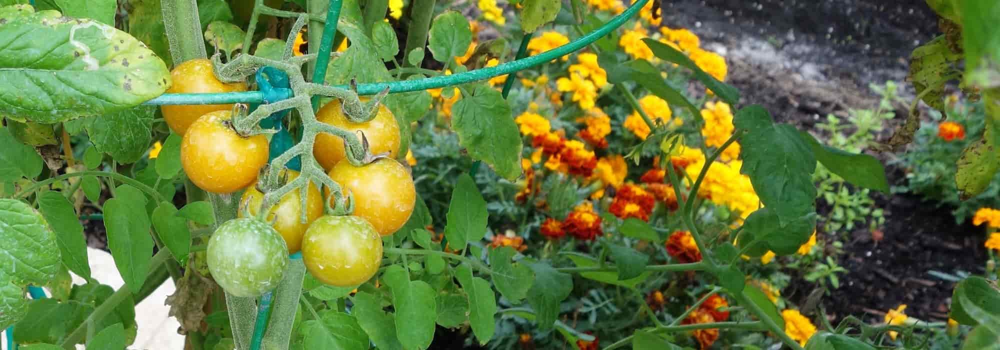 Top 10 companion plants for tomatoes