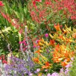 7 budget-friendly tips for a beautiful garden on a tight budget