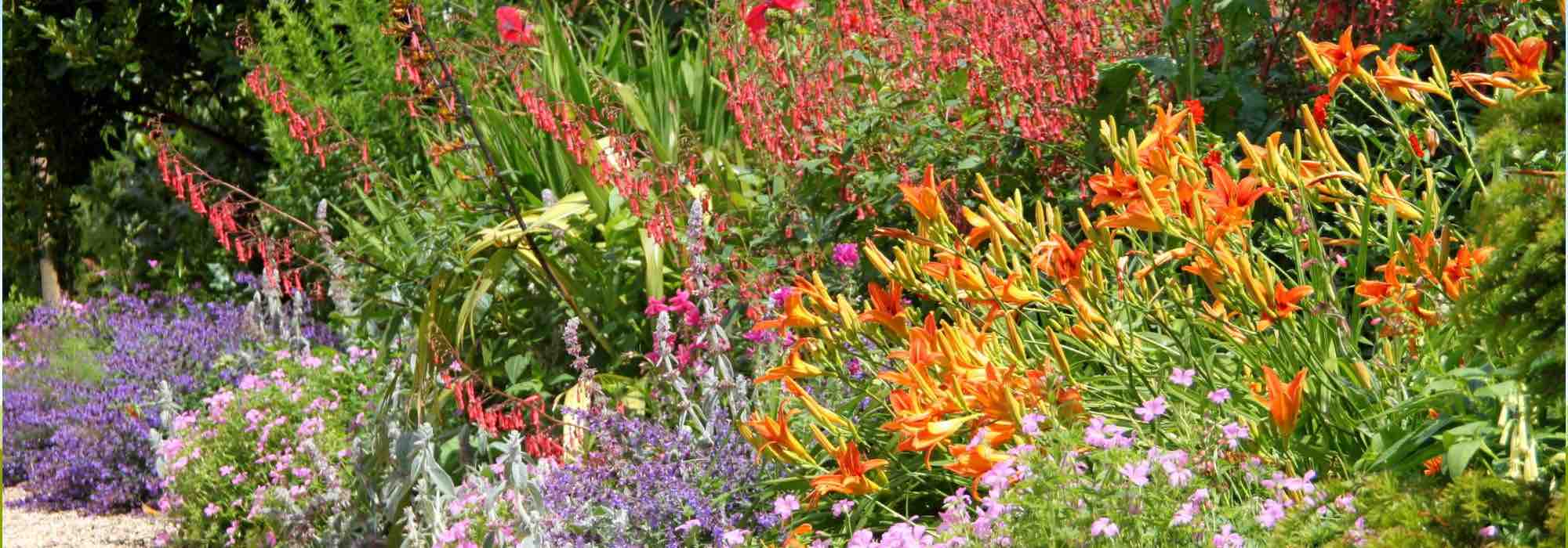 7 budget-friendly tips for a beautiful garden on a tight budget