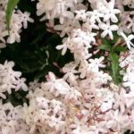 Fragrant jasmines: discover the most enchanting fragrances!