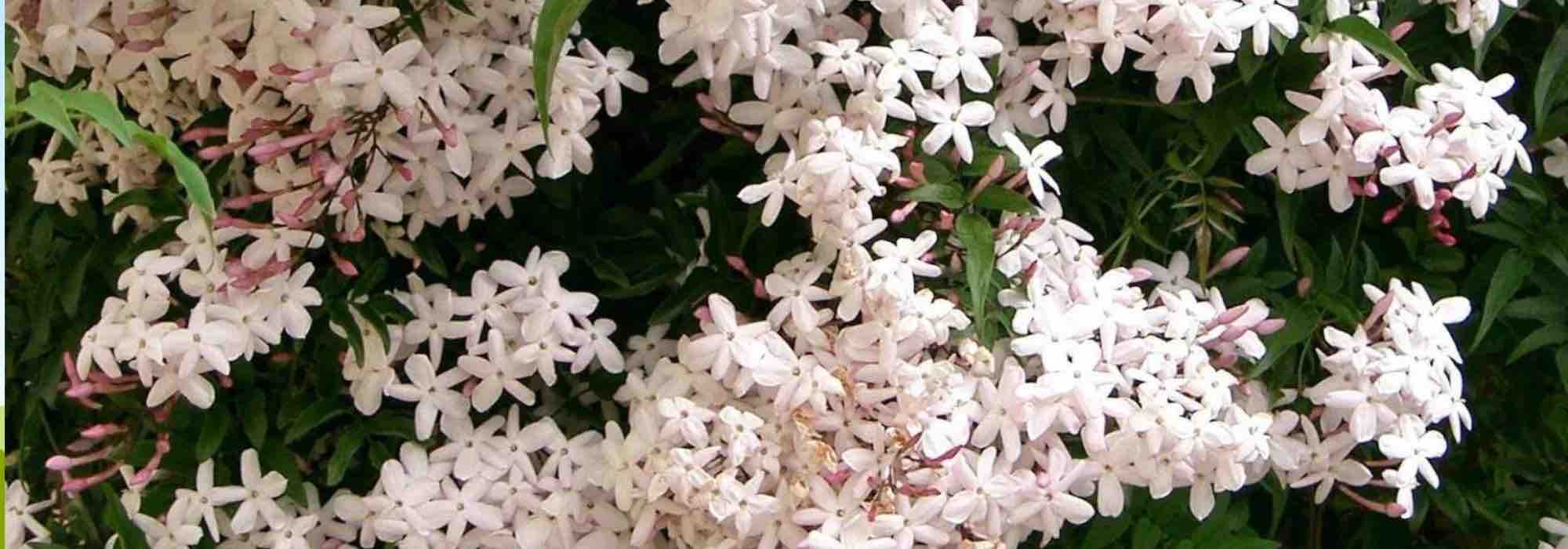 Fragrant jasmines: discover the most enchanting fragrances!