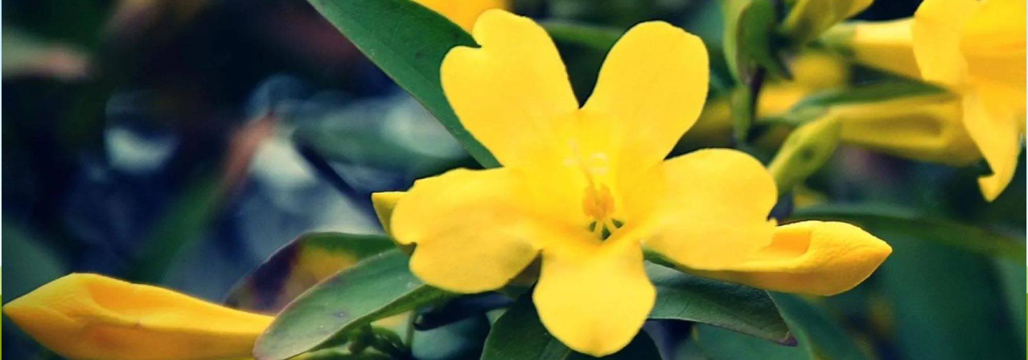 Discover the top five hardiest jasmines.