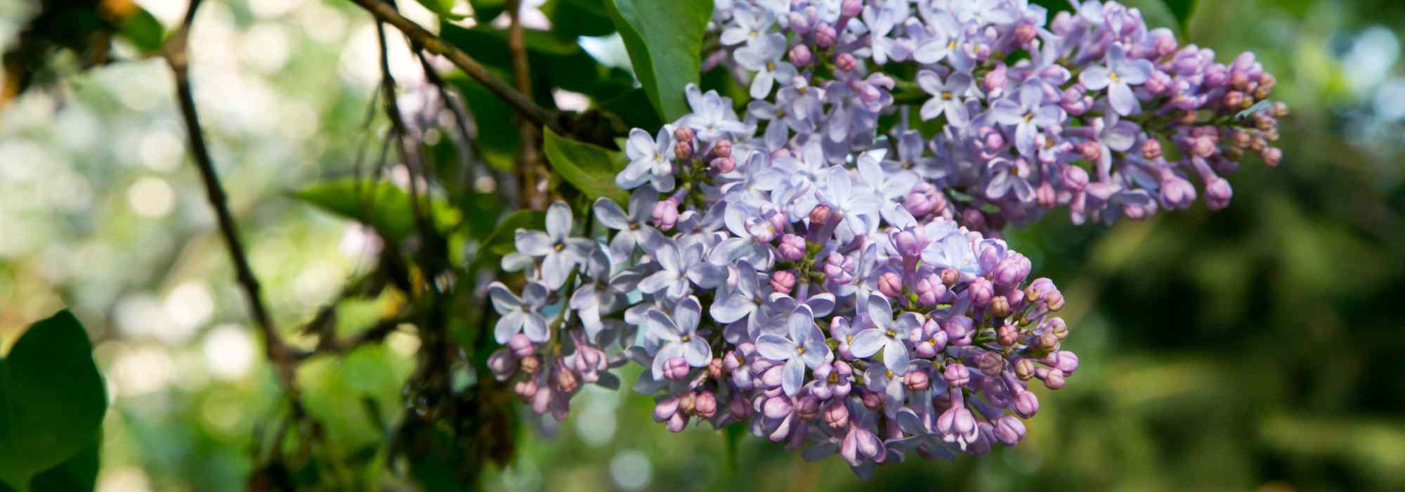 Lilac - Syringa: the most fragrant varieties