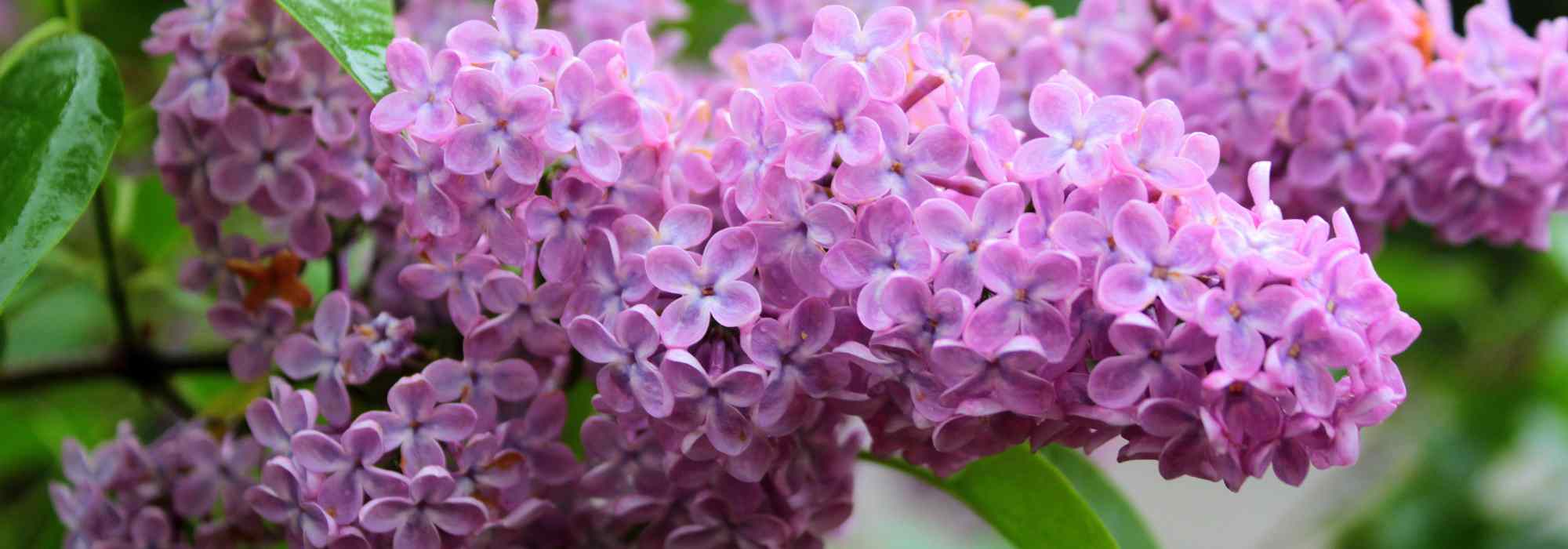 Drought-tolerant lilacs: make the right choice!