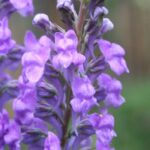 Growing Linarias in pots: elegance and verticality of a country flower