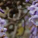 Diseases and pests of Paulownia