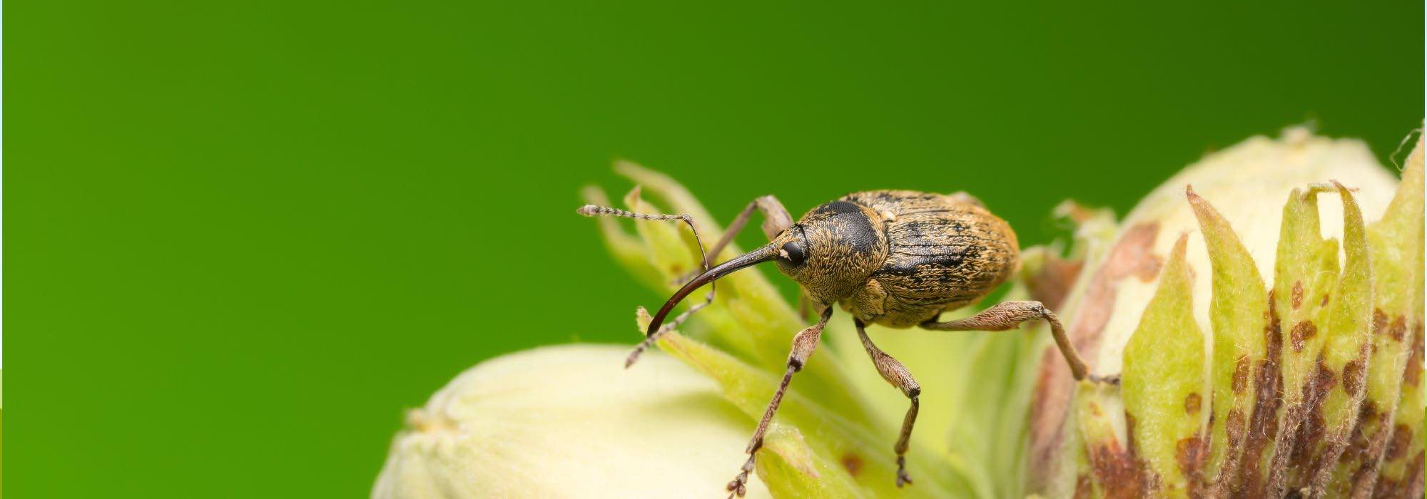 Hazel diseases and parasitic pests