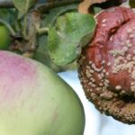 Apple tree diseases and pests