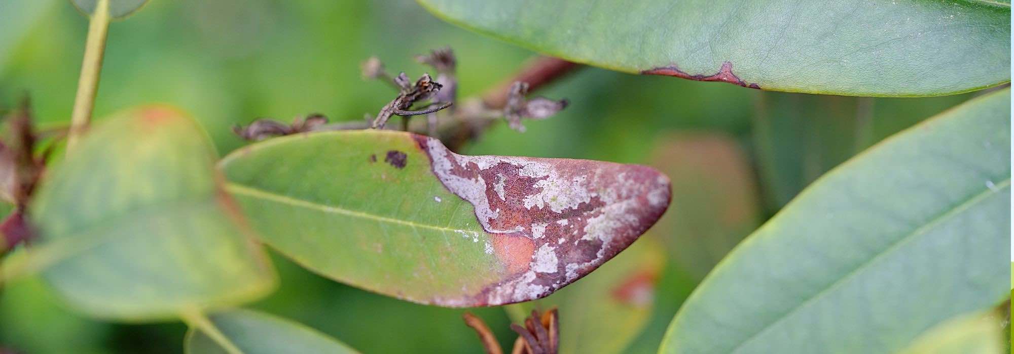 Rhododendron diseases and parasitic pests