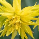 Double-flowered Narcissus: 9 varieties for a dazzling spring