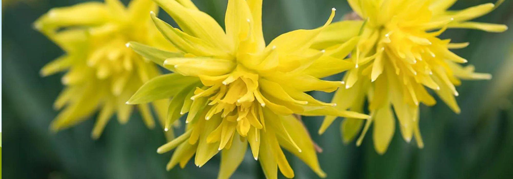 Double-flowered Narcissus: 9 varieties for a dazzling spring
