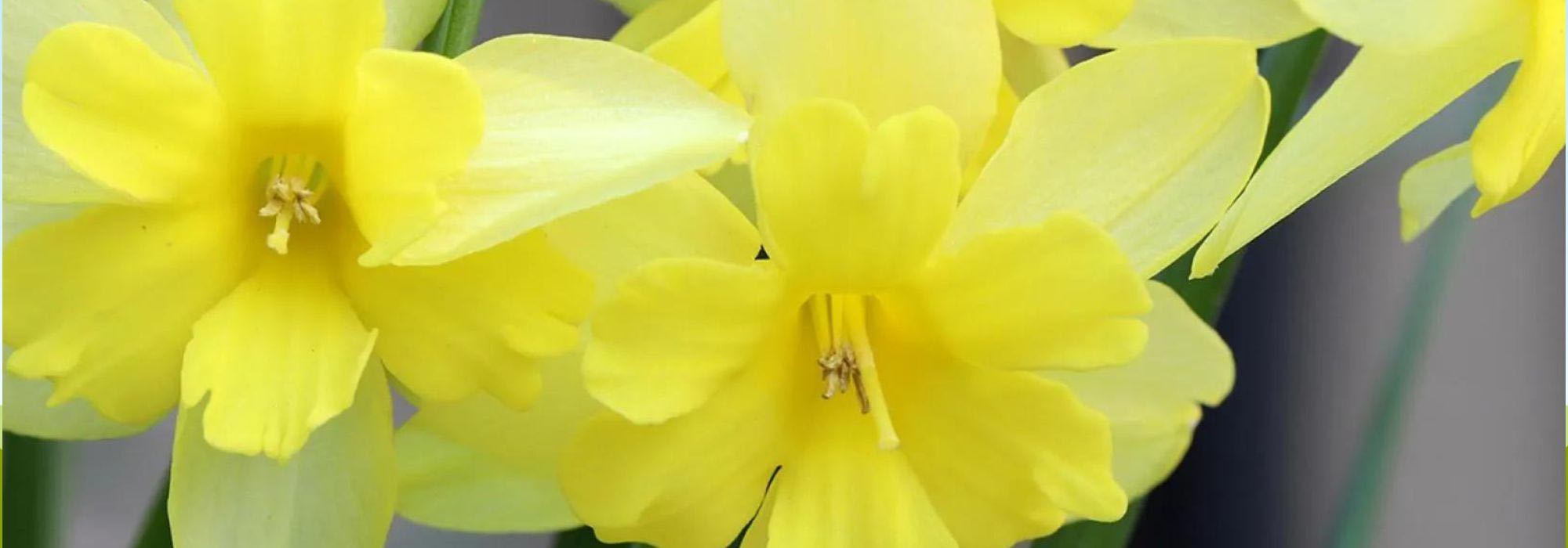 The best orchid-flowered daffodils to brighten up your garden