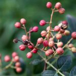 Choosing the ideal pepper plant for your garden: our comprehensive buying guide