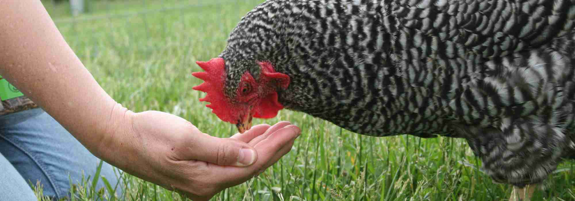 Growing your own chicken feeds: which plants and cereals