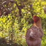 Keeping hens in the garden: a practical guide to successful cohabitation