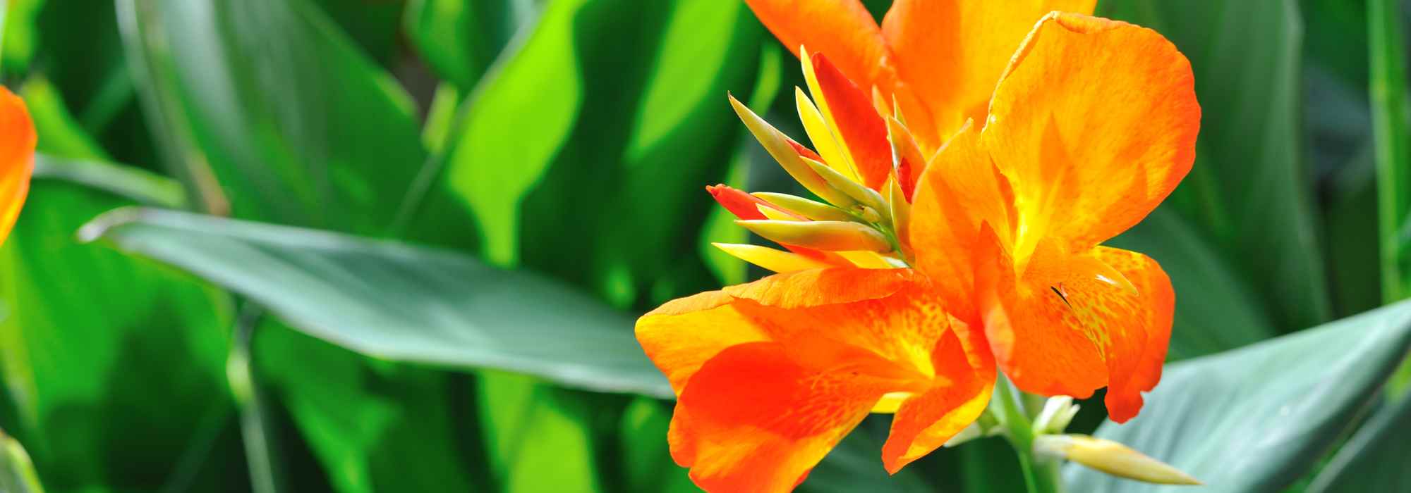 When should we plant summer bulbs?