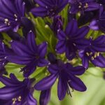 They celebrate the excellence of plants: decoding horticultural labels and awards