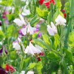 Growing sweet peas: from sowing to care