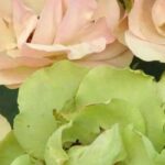 Add a touch of originality to your garden with these 7 unusual roses