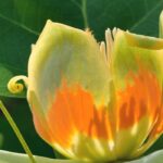 Diseases and parasitic pests of the Tulip tree