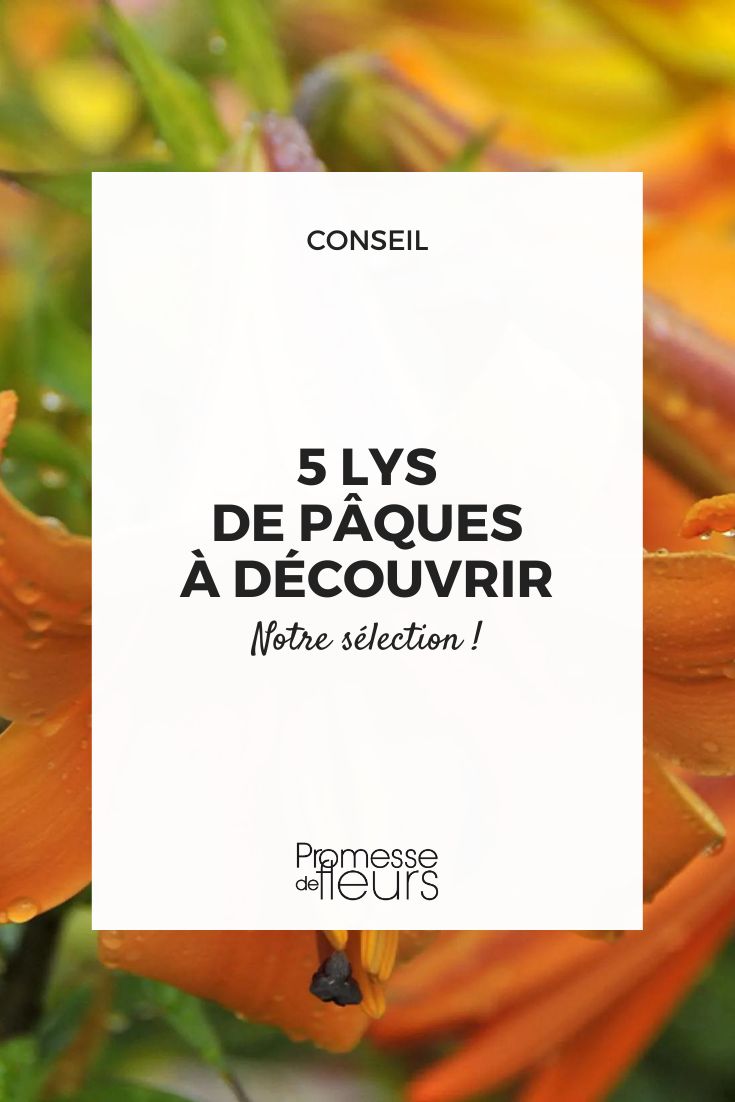 Trumpet Lily - Lilium x regale 'African Queen'