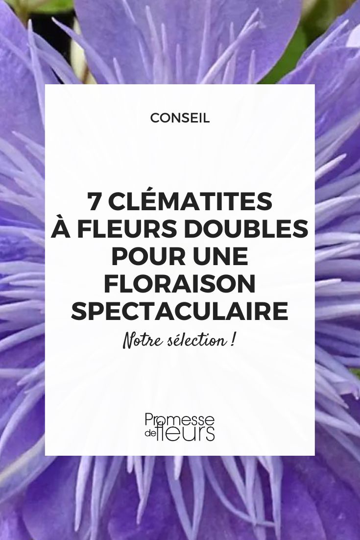 7 Clematis with double flowers for a spectacular flowering Crystal Fountain Clematis
