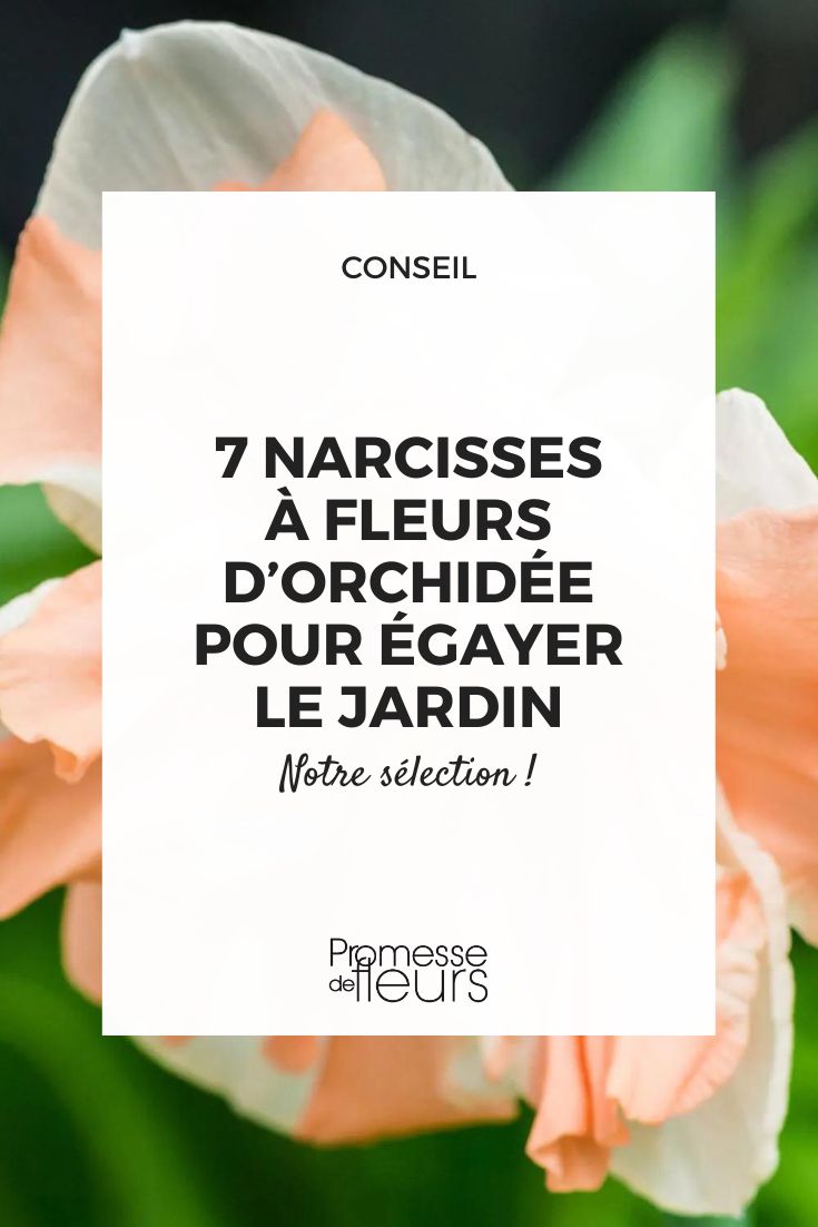 Narcissus Apricot Whirl