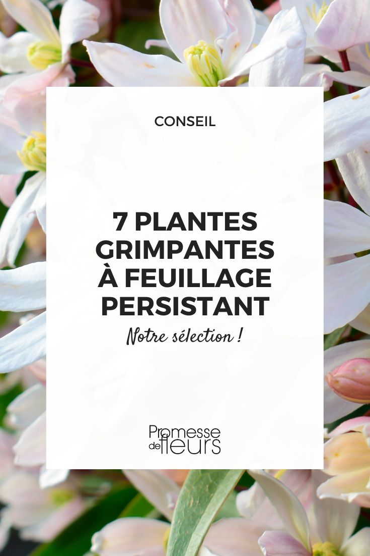 7 climbing plants that will enhance your garden all year round Clematis armandii 'Apple Blossom'