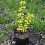 How to propagate <i>Berberis</i> by cuttings?