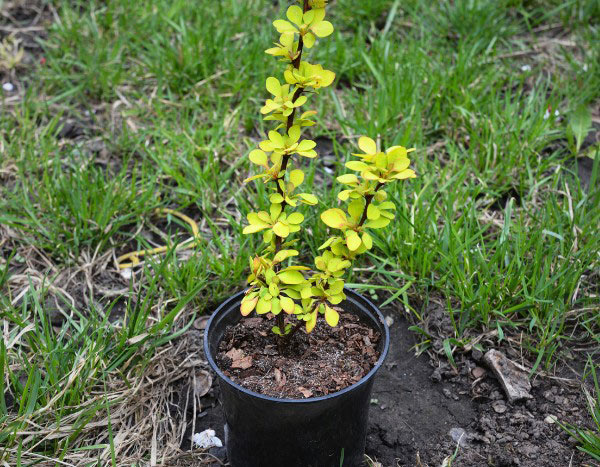 How to propagate Berberis by cuttings?