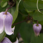 Clematis with bell-shaped flowers: our top 5!