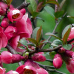 6 great ideas for pairing the Japanese quince