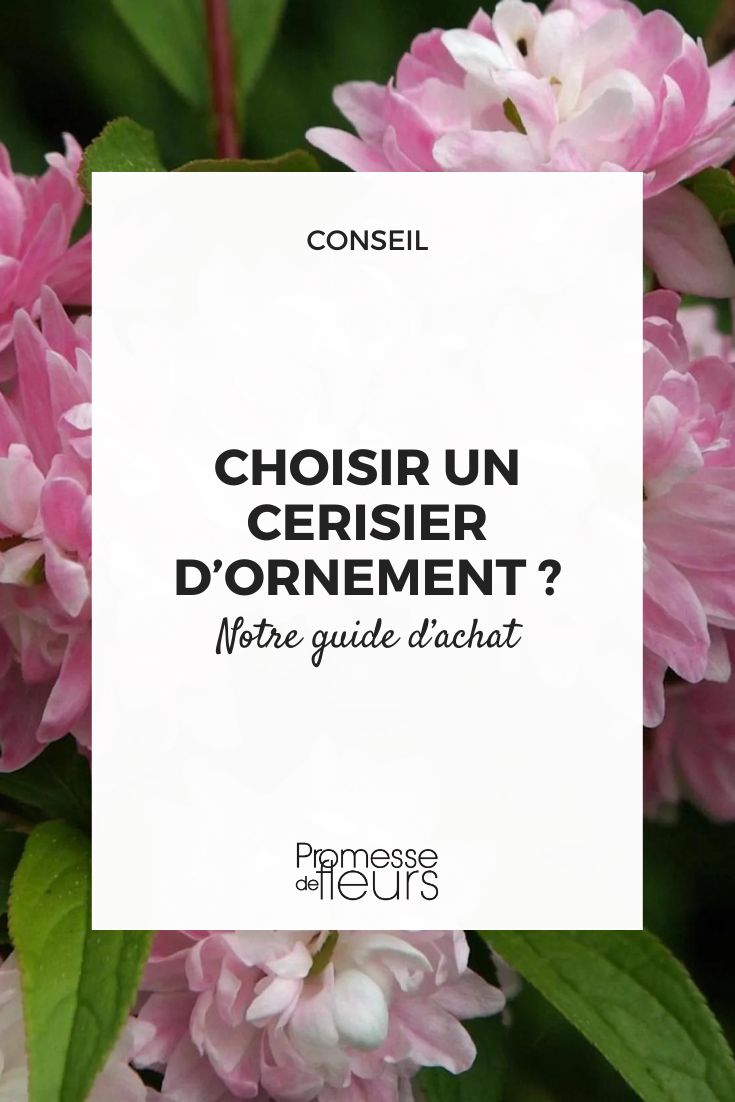 Prunus glandulosa 'Rosea Plena'