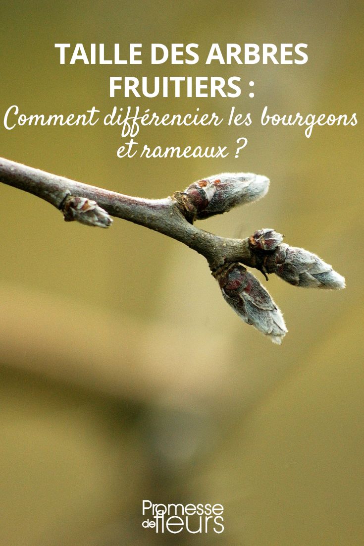 pruning for fruit production