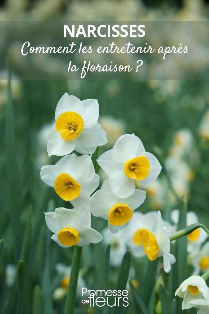 After **flowering**, how to care for daffodils daffodils