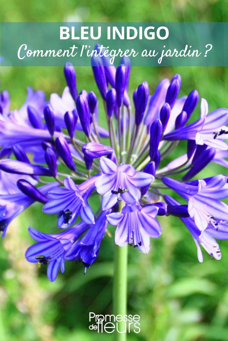 How to incorporate indigo blue in the garden Blue Agapanthus