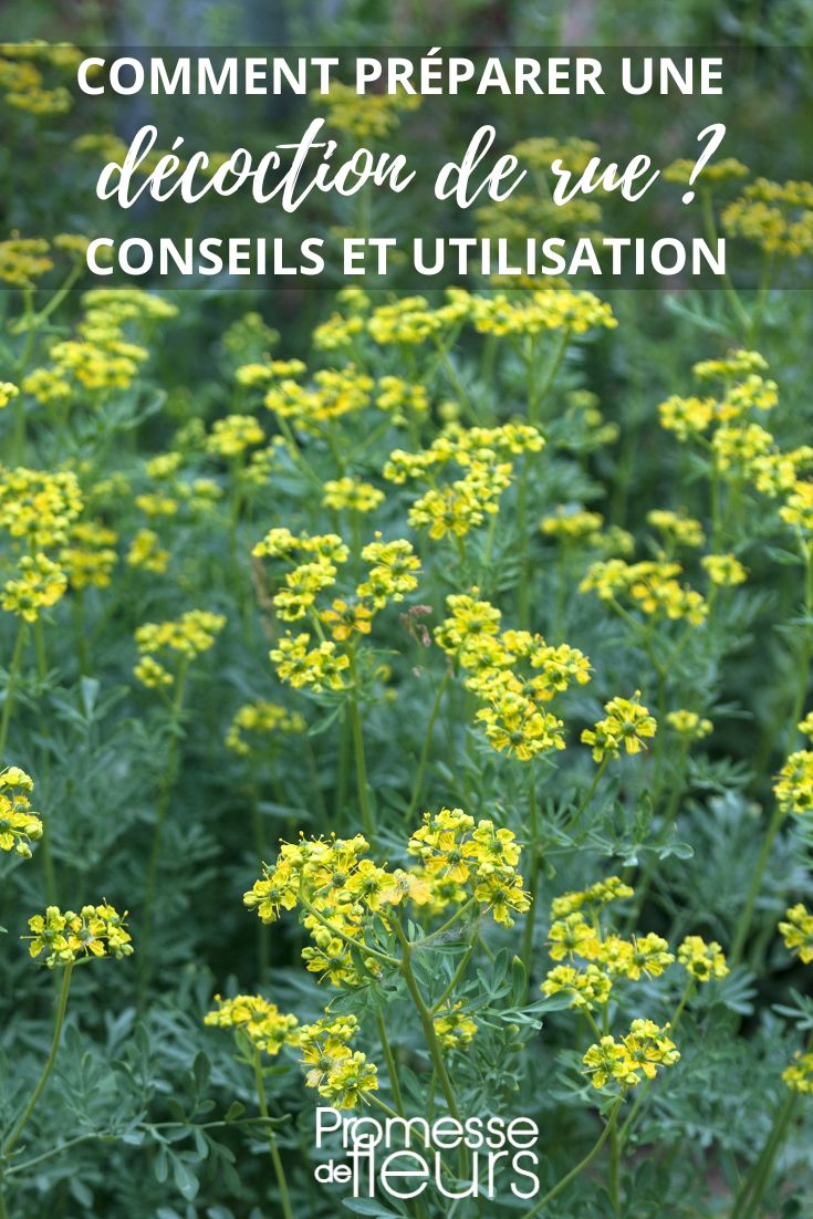 Common Rue, Ruta graveolens