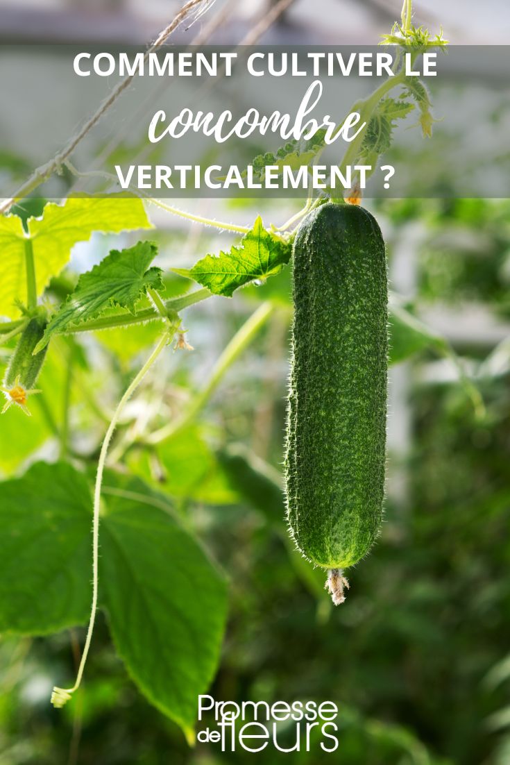 Cucumber in the vegetable garden: how to grow them vertically?