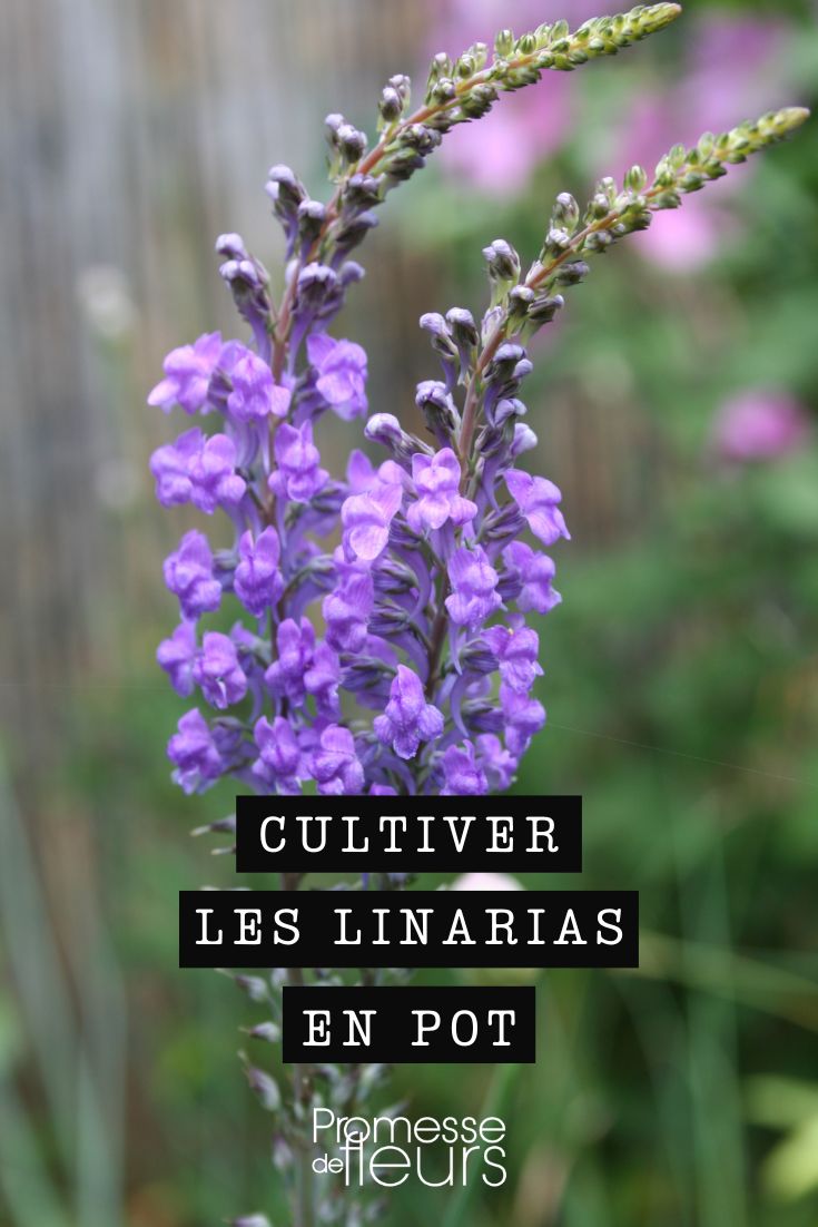 Growing Linarias in pots Toadflax