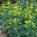 How to prepare and use a rue decoction in the garden?