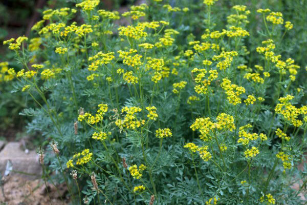 How to prepare and use a rue decoction in the garden?