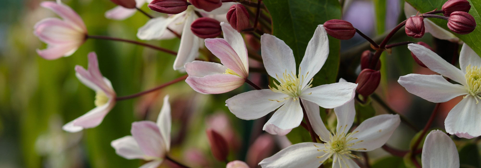 7 climbing plants that will enhance your garden all year round