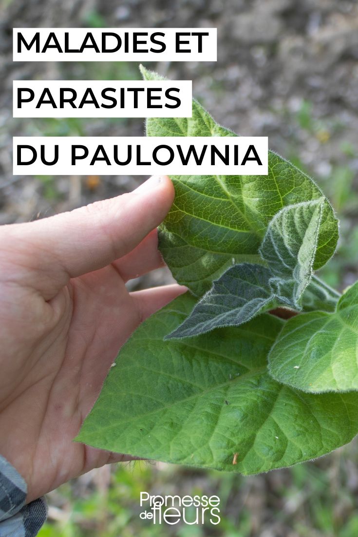 paulownia leaves