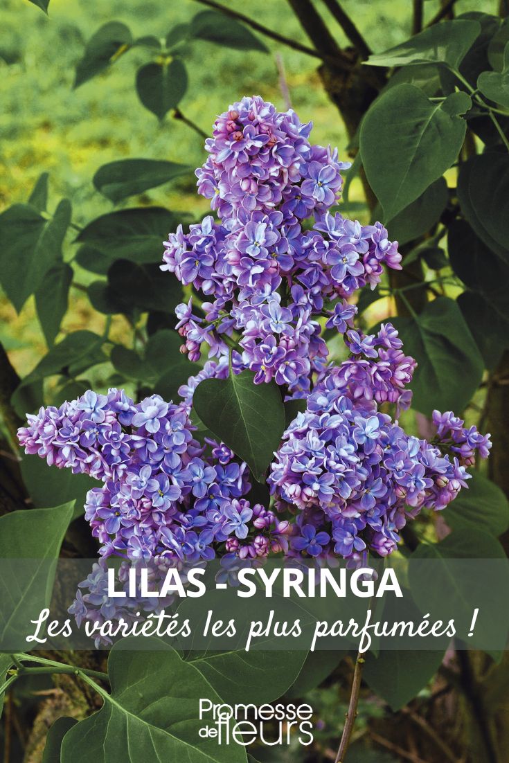 Lilacs - Syringa the most fragrant varieties 'Capitaine Baltet' lilac