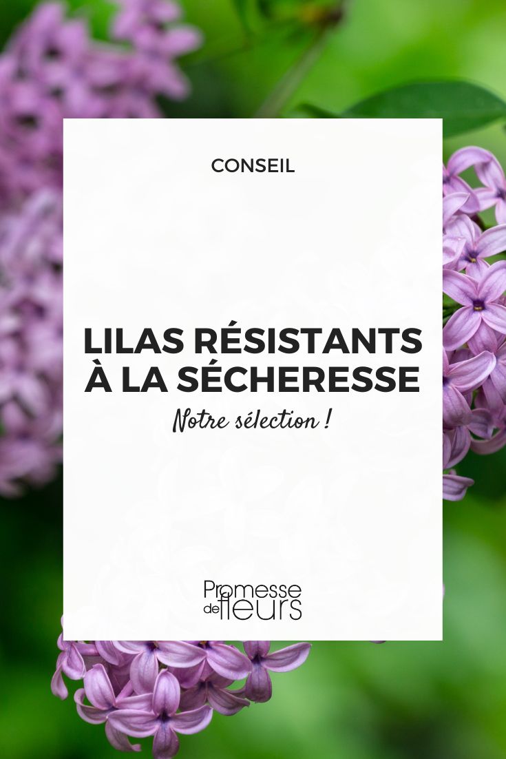 Drought-resistant Lilacs: Make the Right Choice! Syringa microphylla