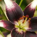 5 bi-coloured lilies for a unique garden