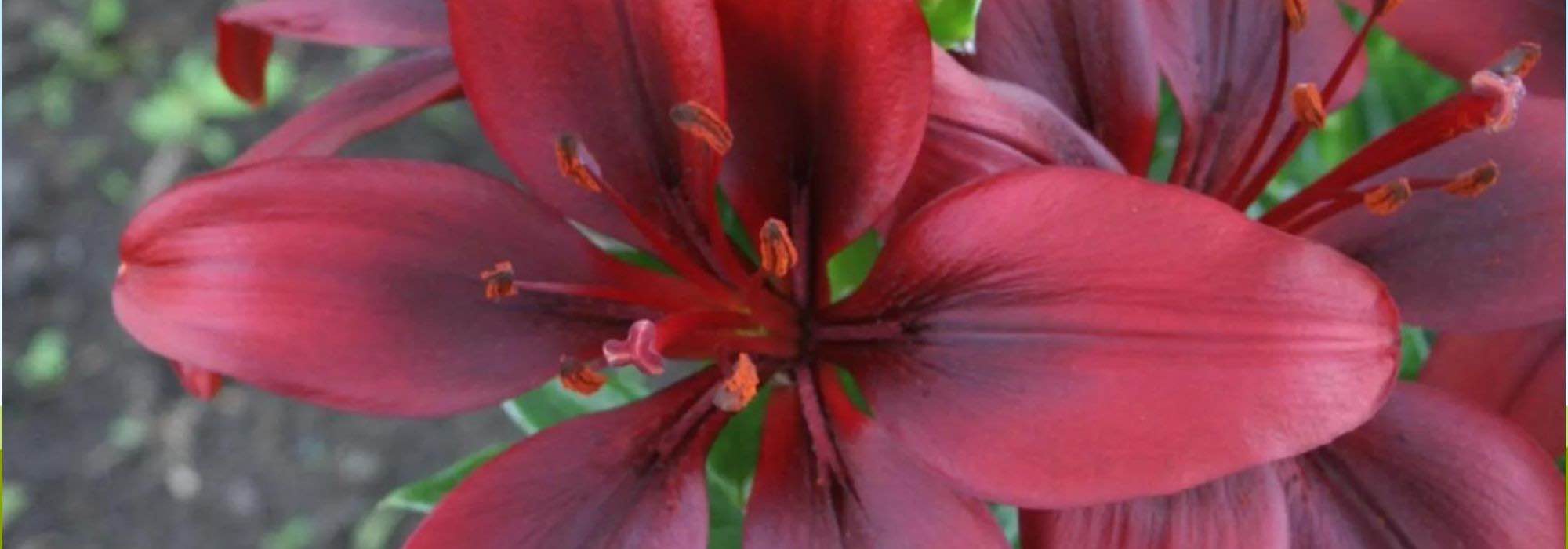 5 Red-flowered lilies for a vibrant garden