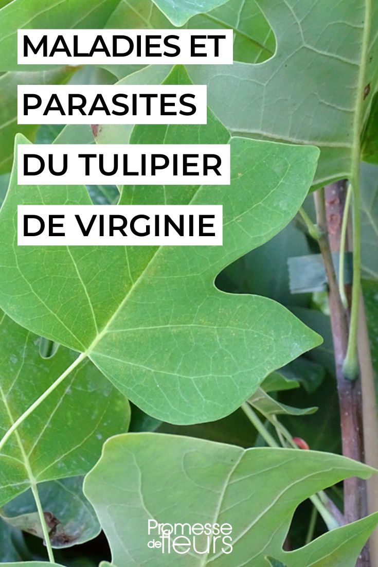 Diseases and Parasites of the Virginia Tulip Tree Liriodendron tulipifera